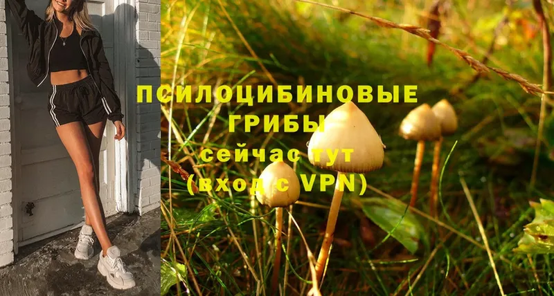 omg ссылки  Красновишерск  Галлюциногенные грибы Psilocybe  дарнет шоп 